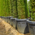 İthal Büyük Saksılar