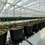 BLUEBERRY Yetiştirme Ortamı – Teknik Veri Formu